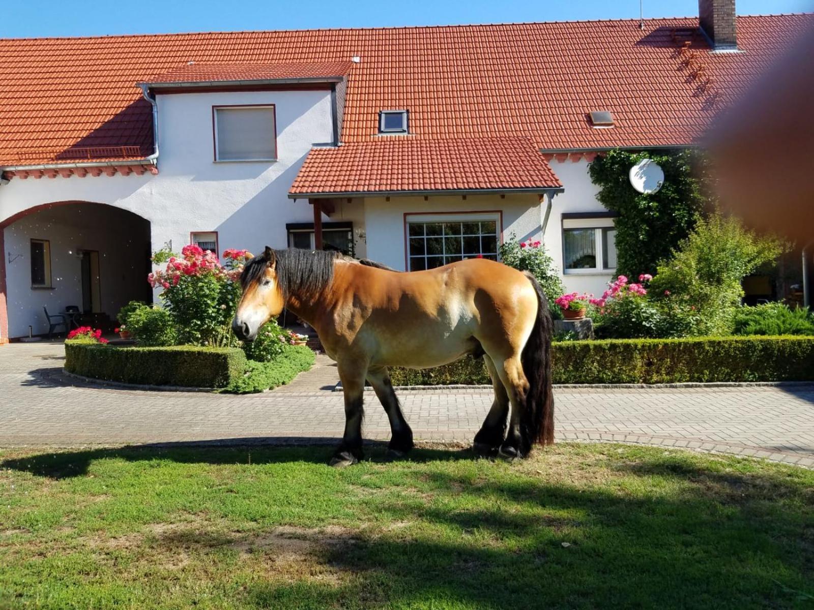 Top-Moderne Ferienwohnung Und Apartments Auf Frueherem Wunderschoenen Bauernhof Im Elbe-Elster-Kreis In Brandenburg Bei Herzberg-Elster, Schoenewalde, Holzdorf Esterno foto